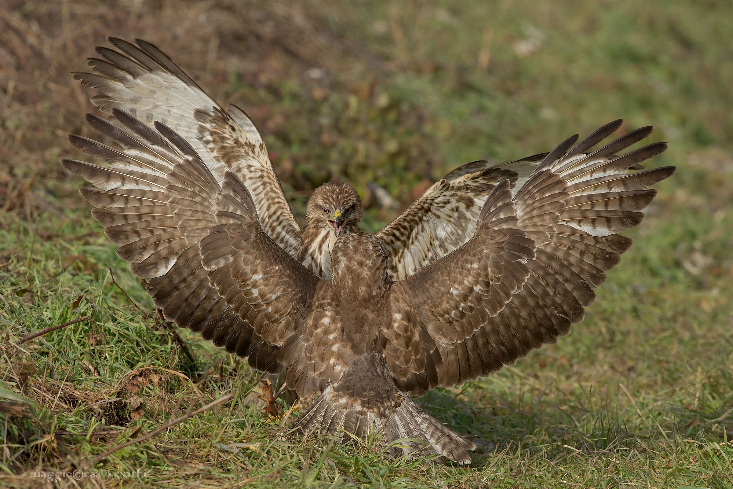 Buzzard