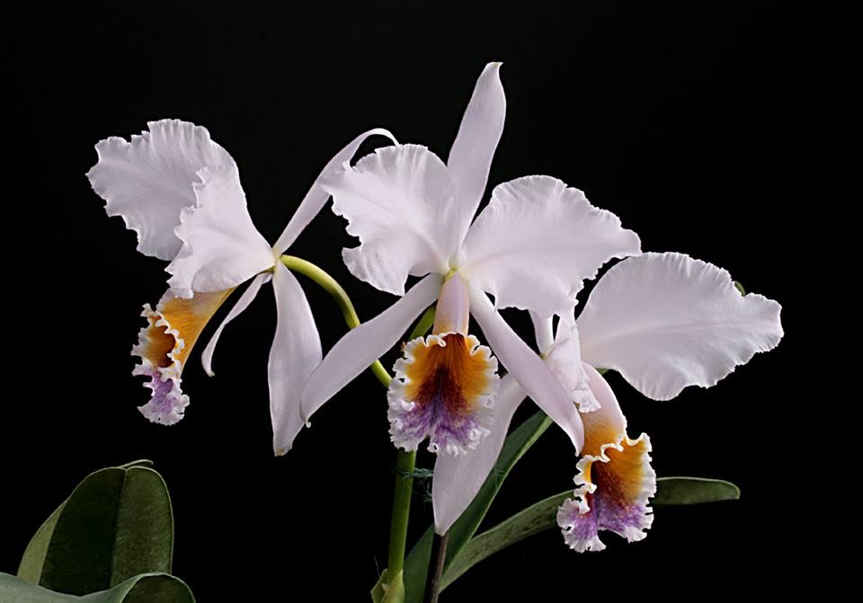 Cattleya percivaliana Ametistina