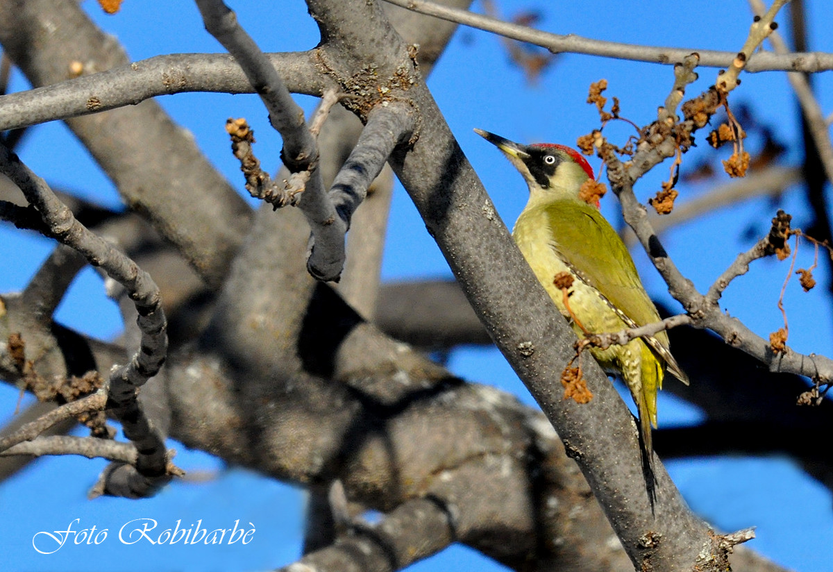 Picchio verde ... femmina ...