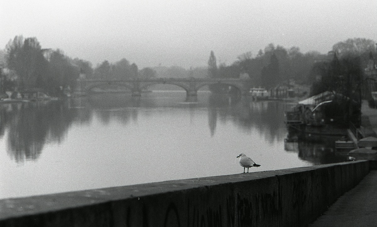 Seagull at the river