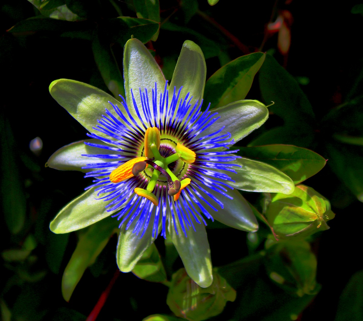 passiflora