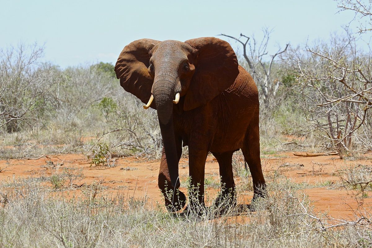 elefante