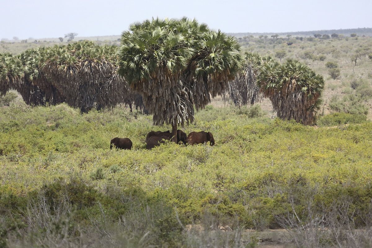 elefanti sotto palme dum dum