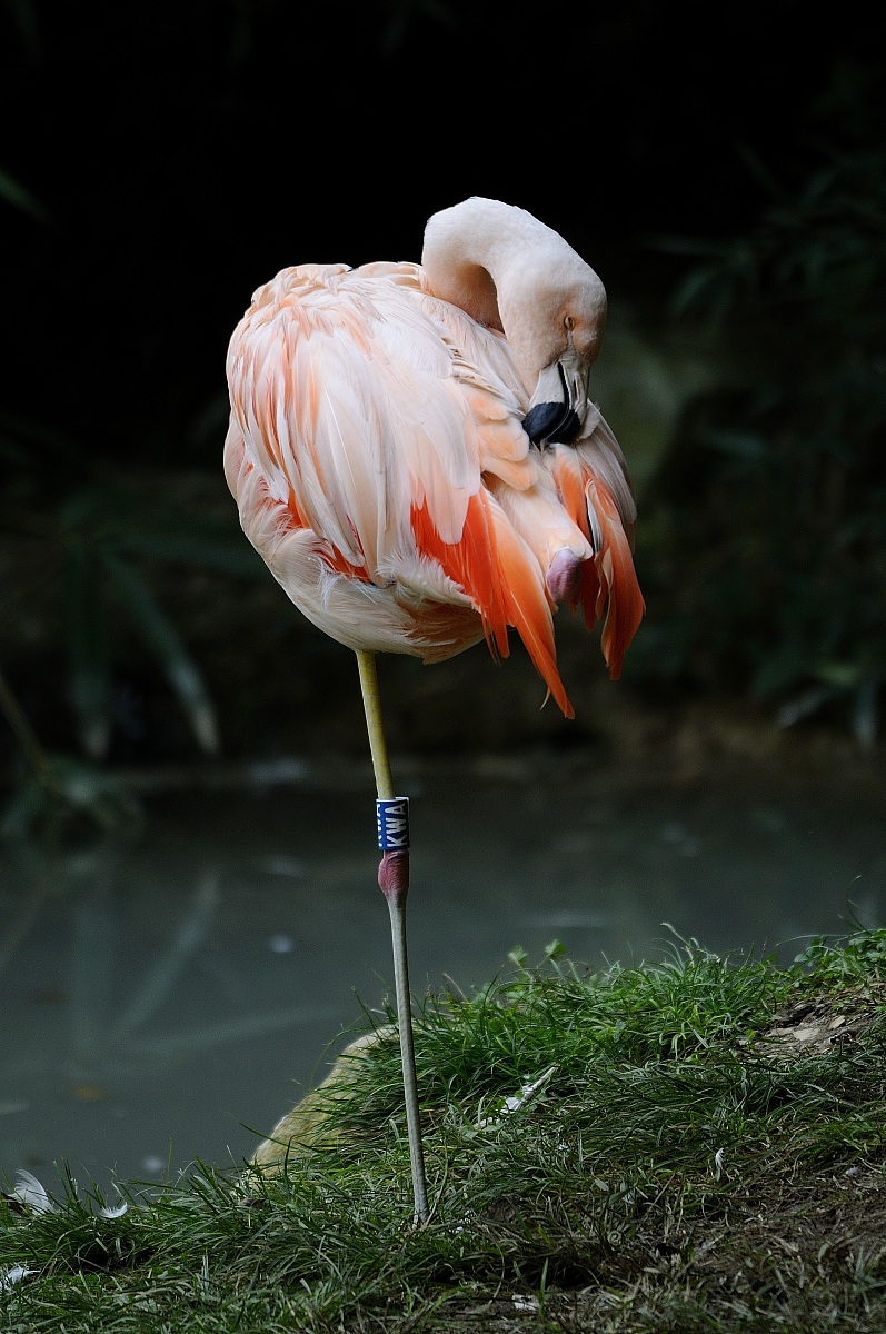 Flamingo