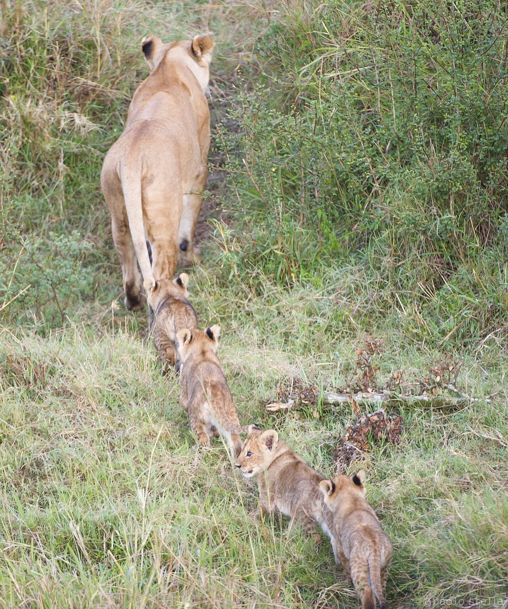 in line behind mom ....