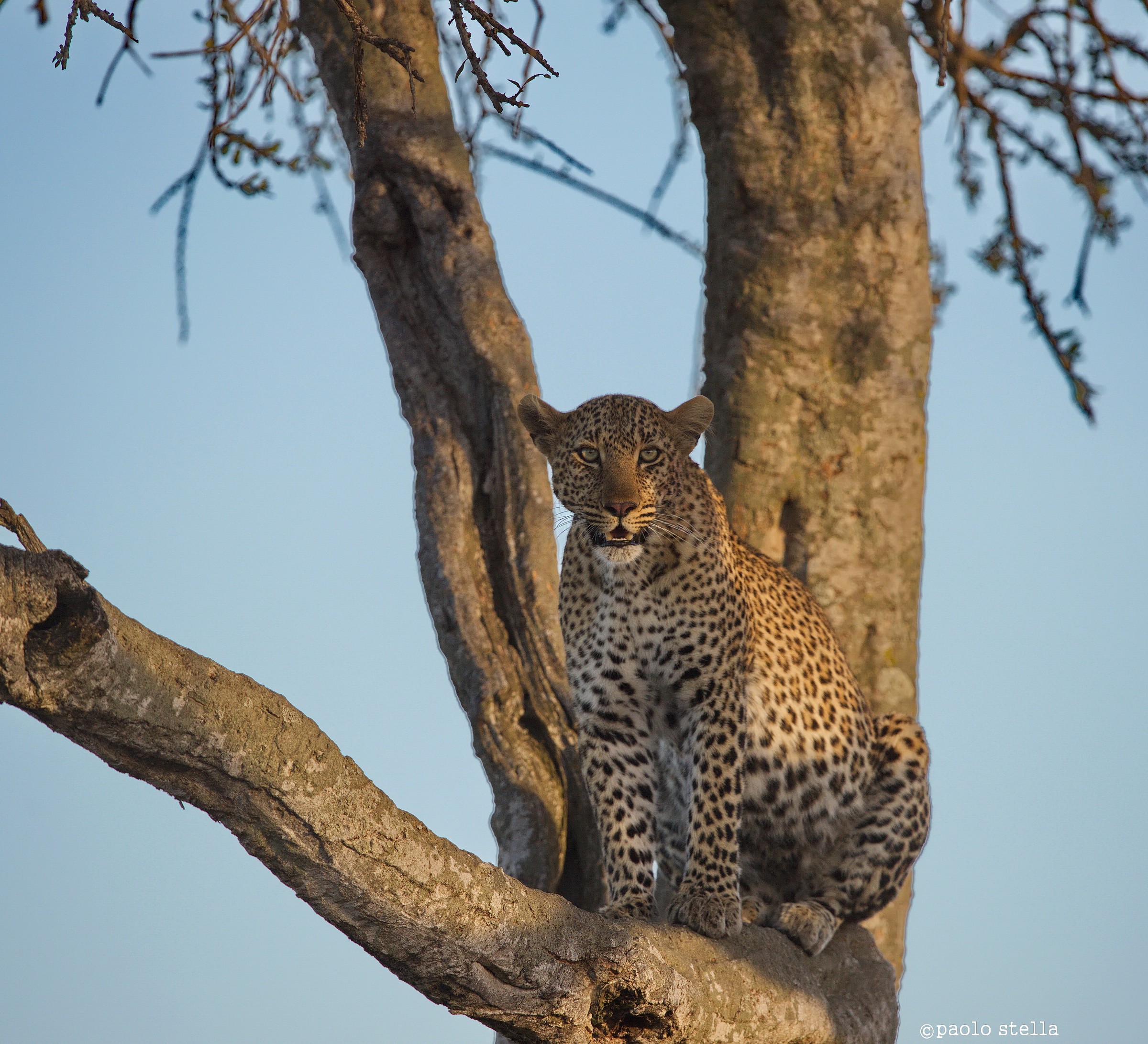 posing on branch at sunset