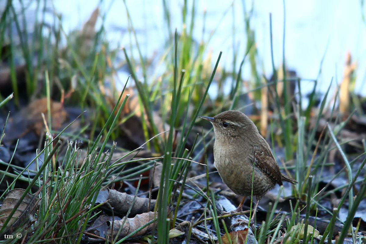 Wren
