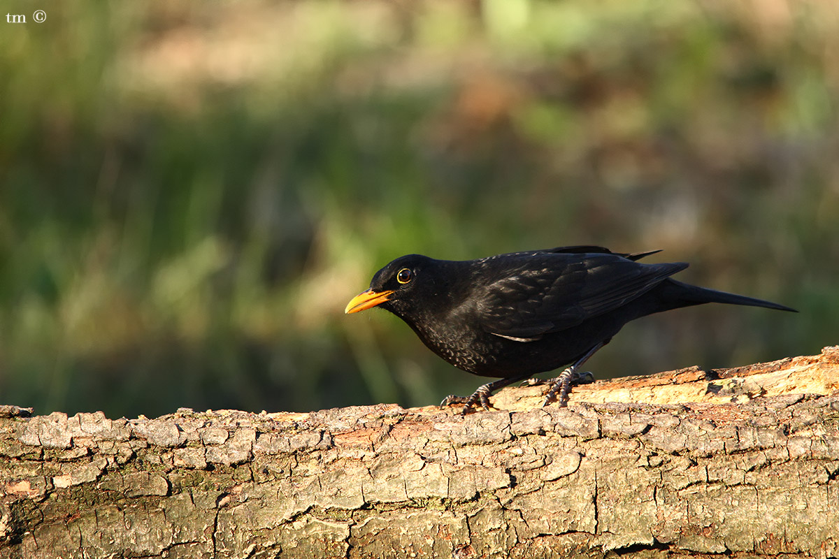 Blackbird