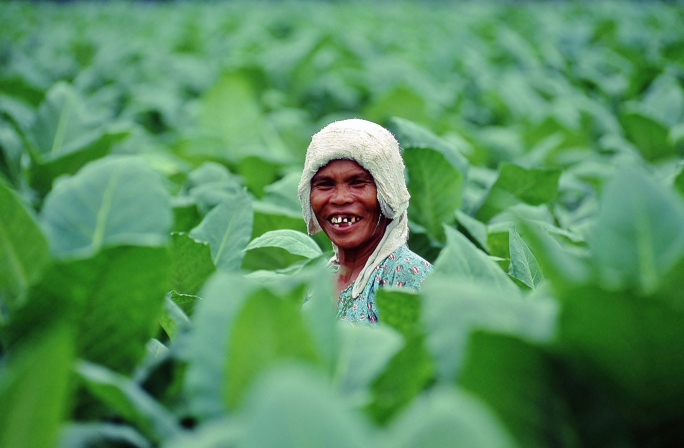 Coltivatrice di Tabacco