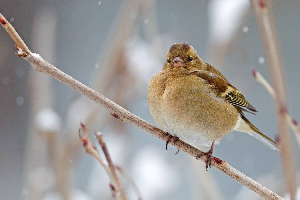 La Fringuella sotto la prima neve