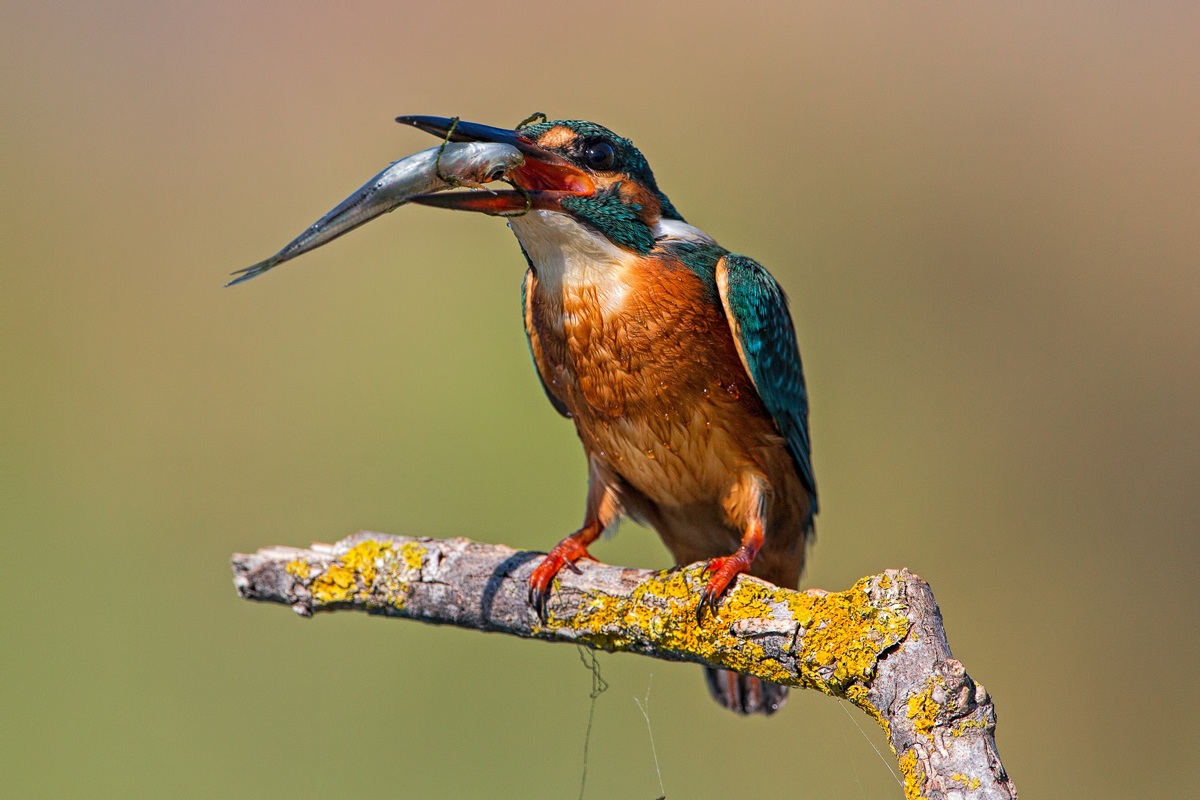 Siiiiiiii mangiaaaaaa!!!!!!