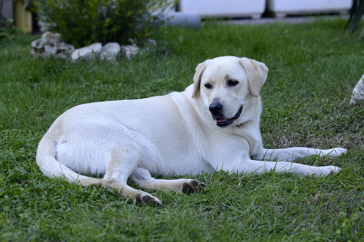 Labrador lively