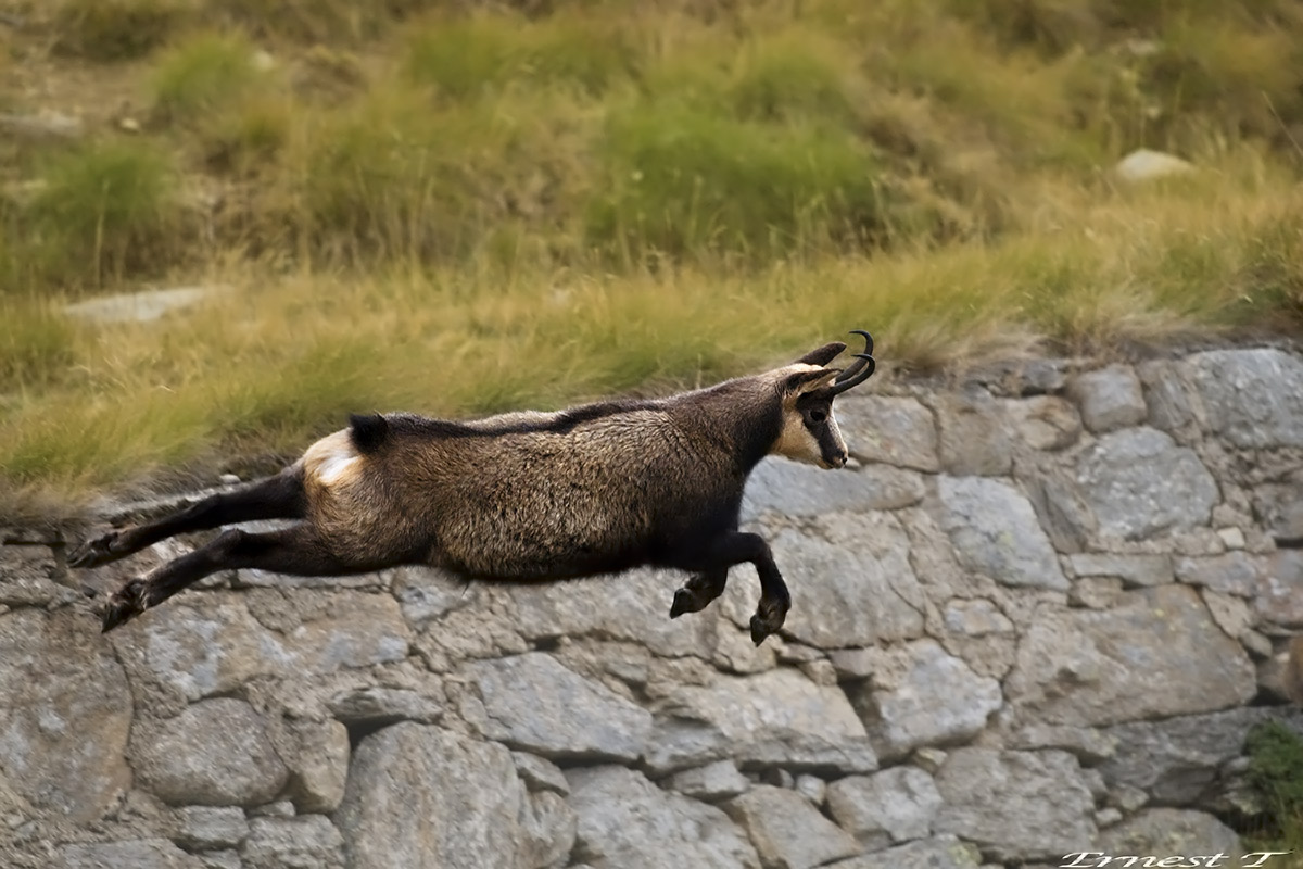 Leap in the Dark ...