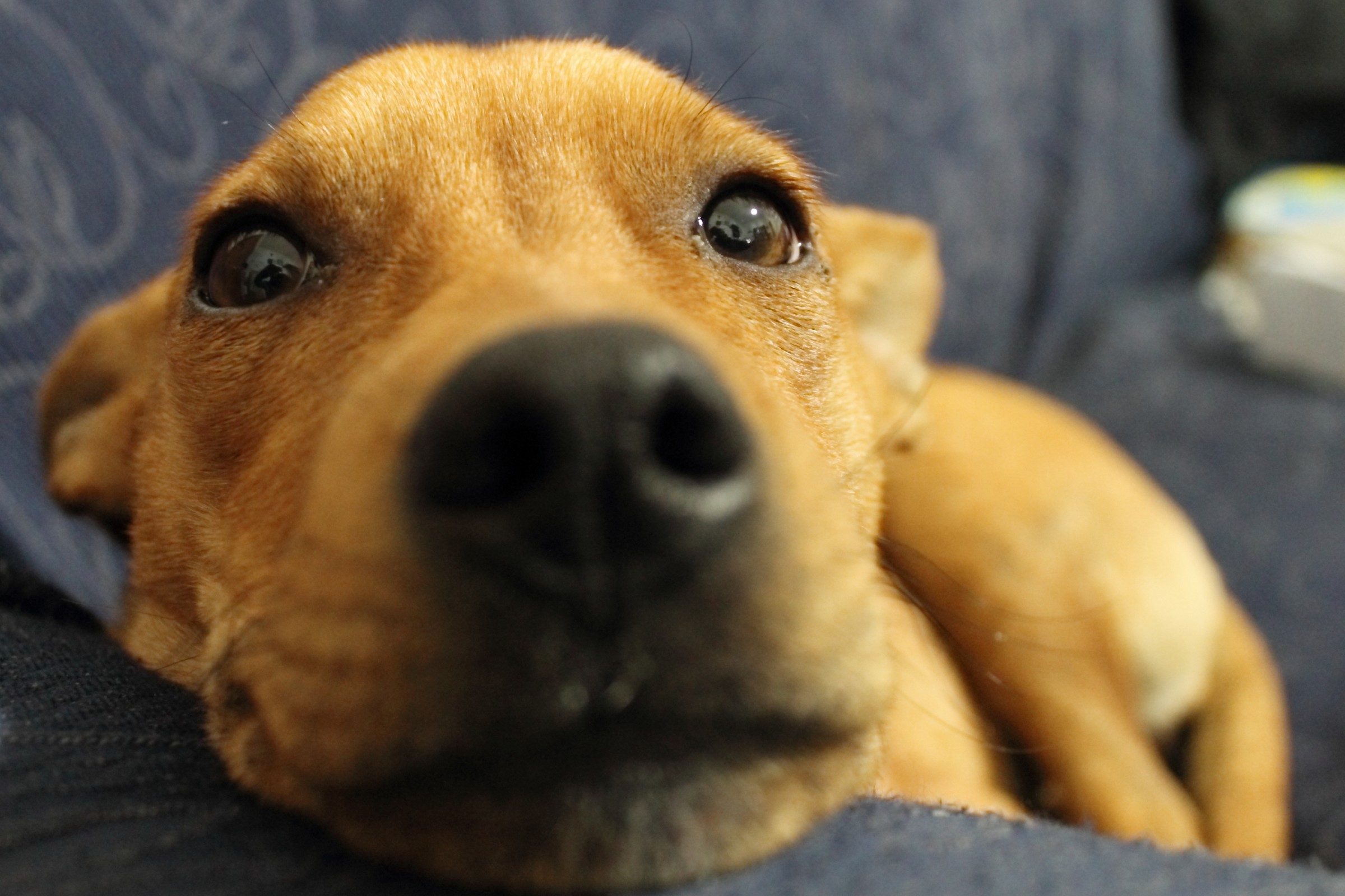 il mio cane sul divano