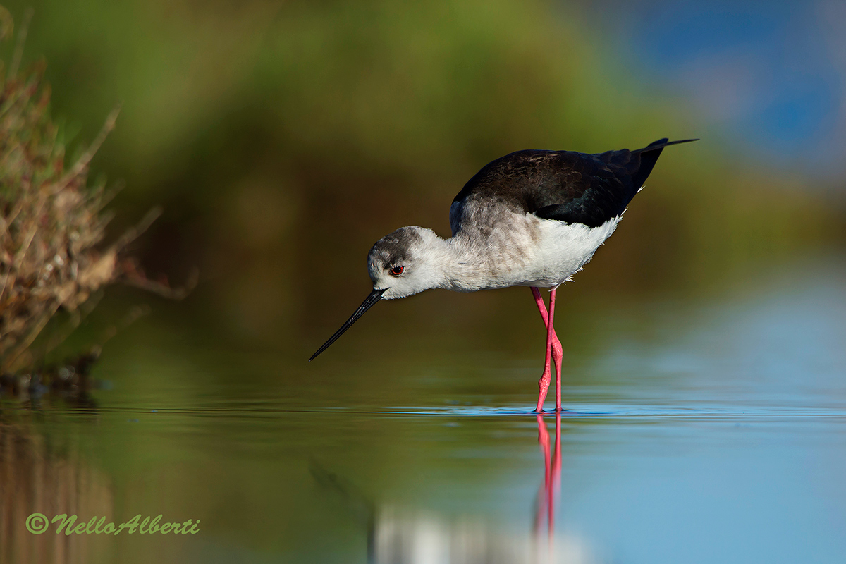 ai bordi della palude
