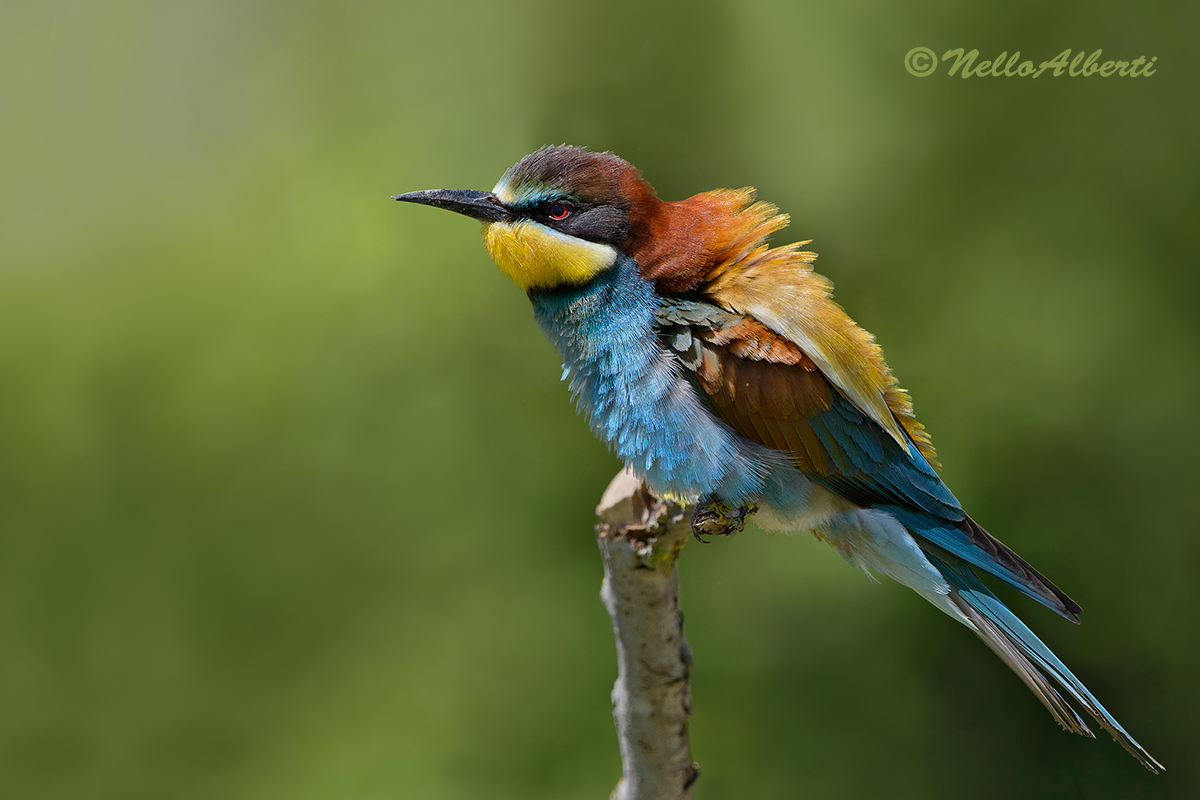 13 hours bee-eater