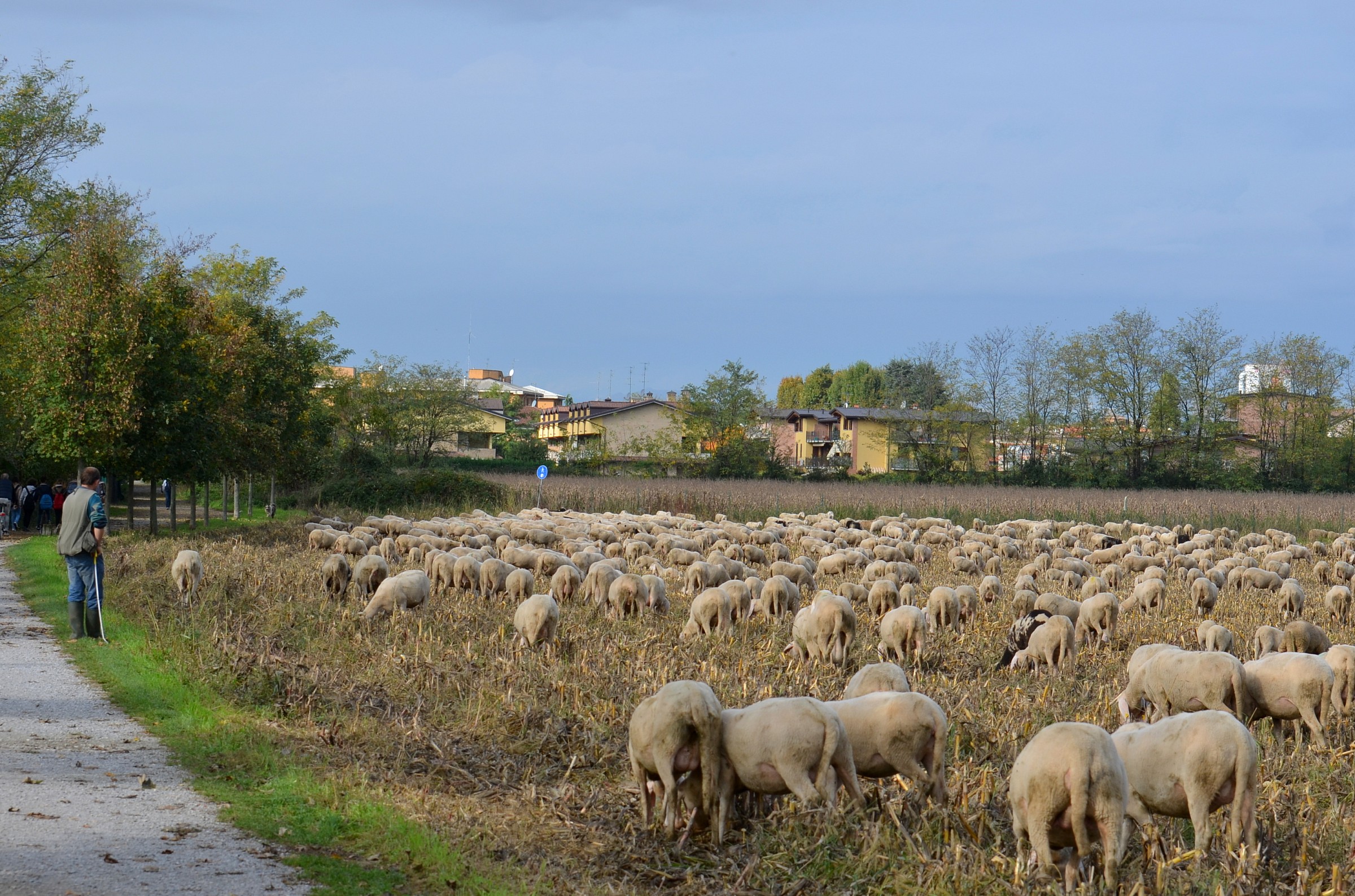 Autumn transhumance