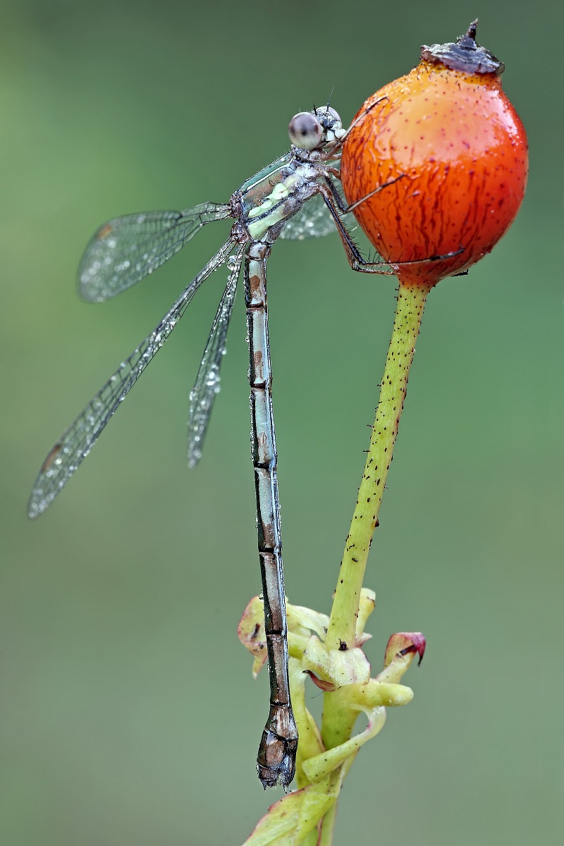 Un Vecchio Amore...!