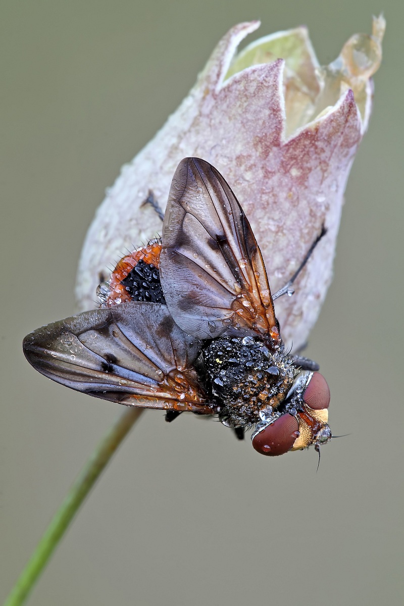 La Mia Solita Modella !