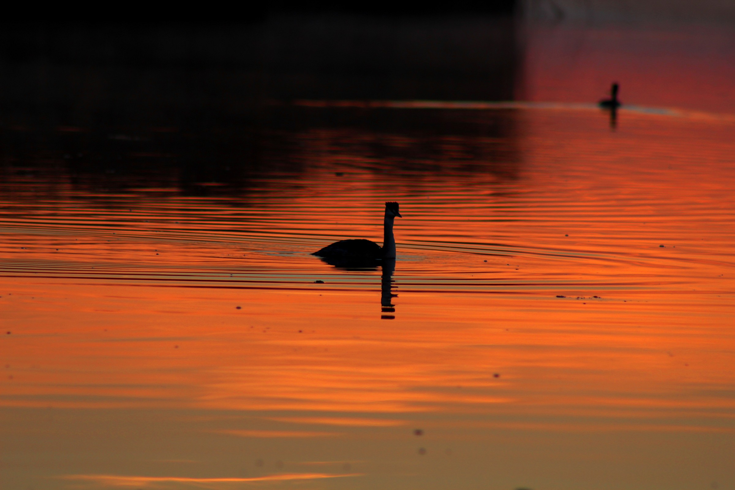 tramonto con gli uccelli