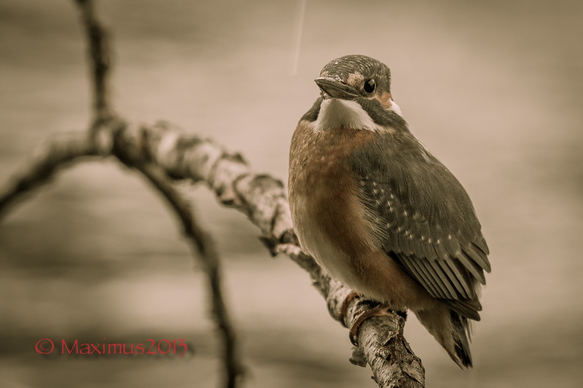 ... but it tastes ... a gloomy day ...