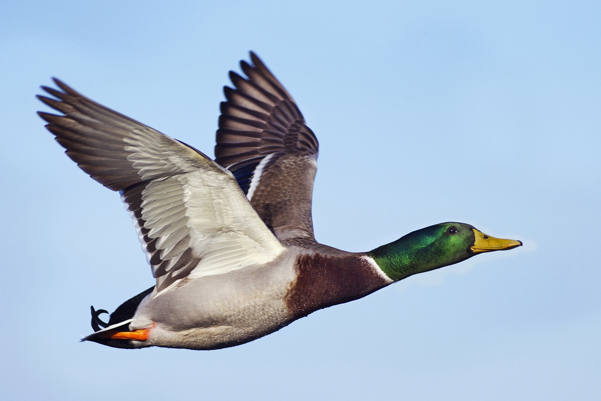 Mallard