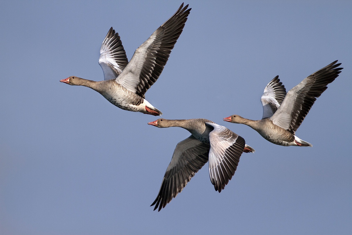 Wild geese in flight