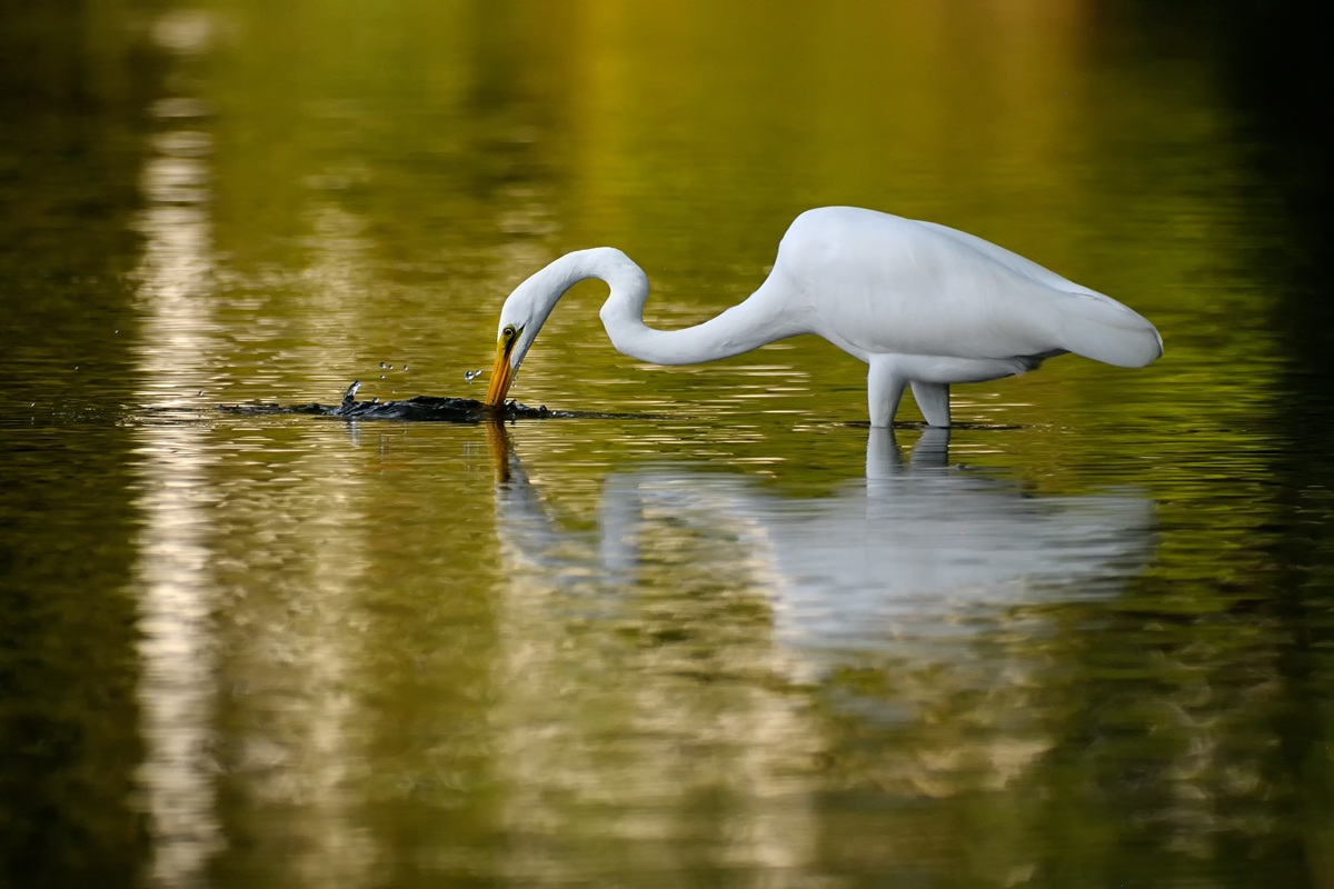 White Egret