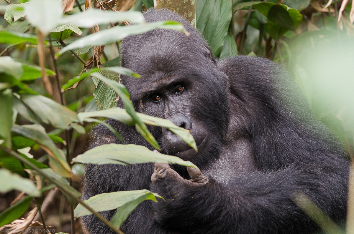 Kanyonyi il Silverback