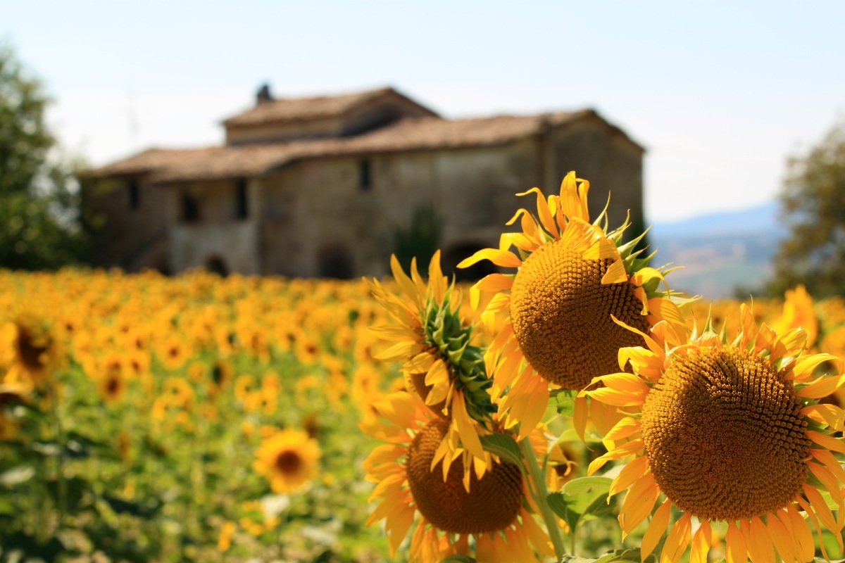 Casale e girasoli