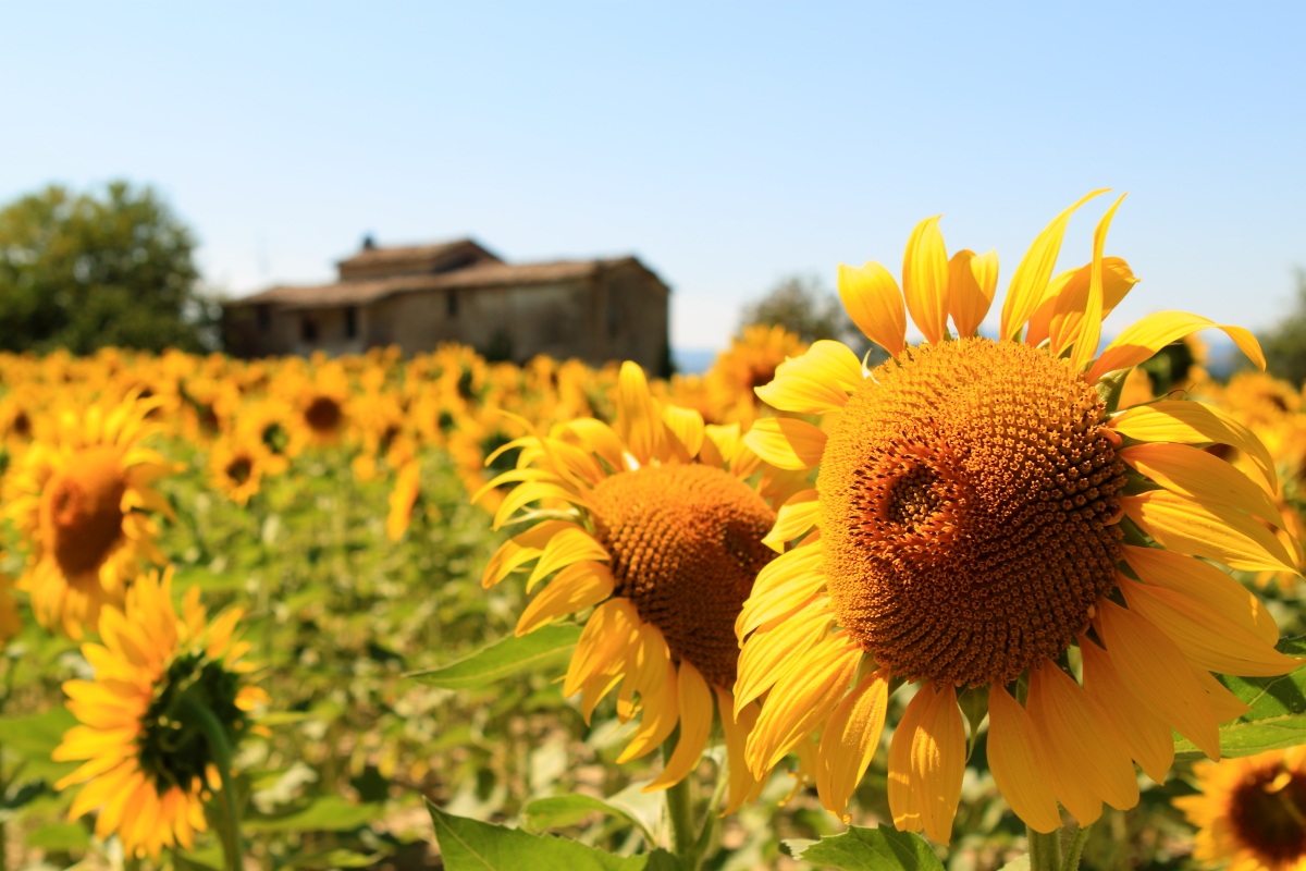 Casale e girasoli2