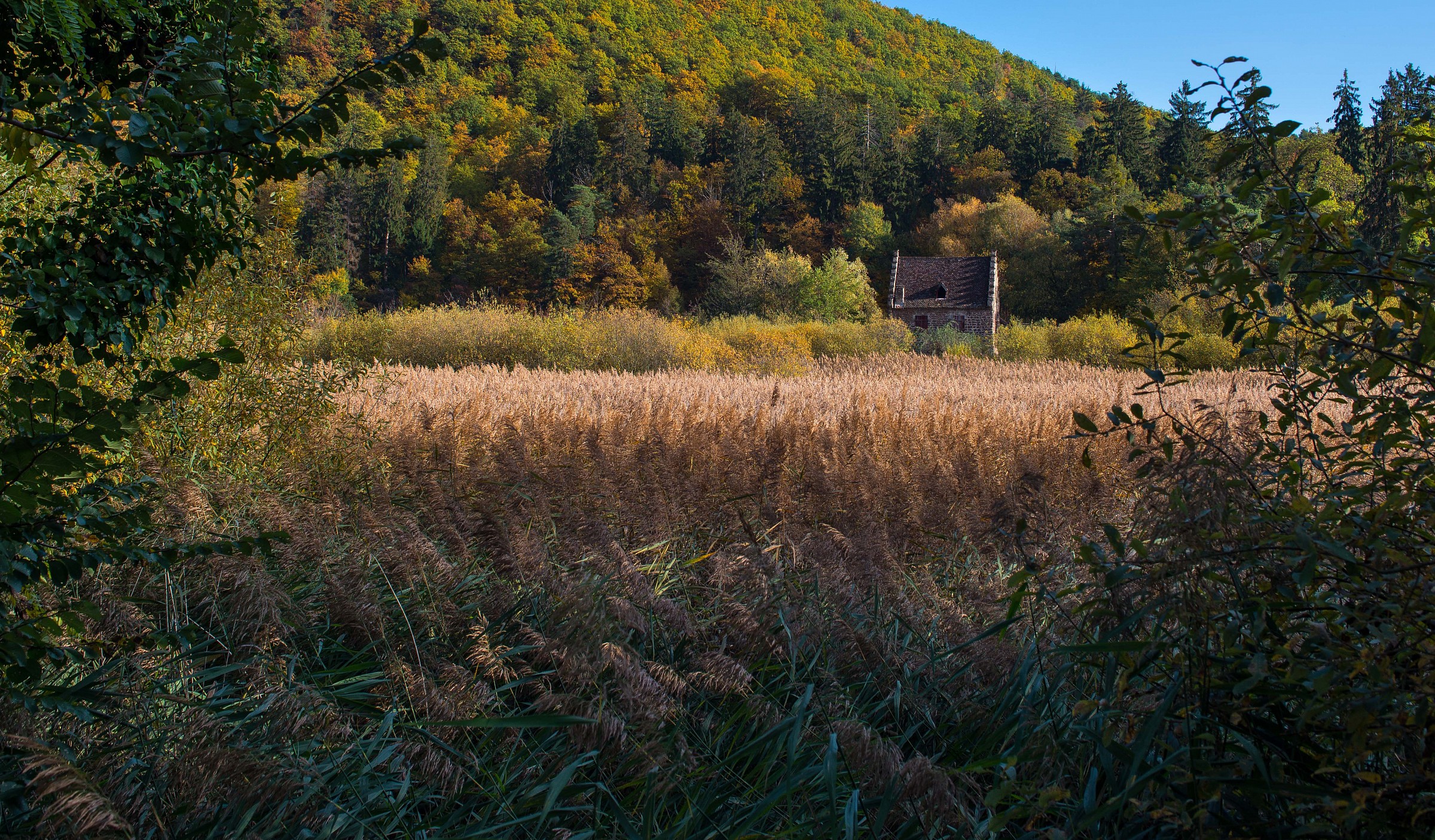 Near the lake Montiggler (Bz)