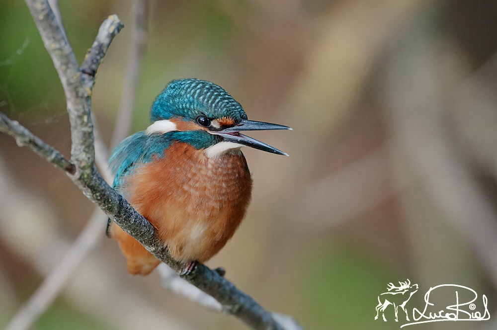 Martin pescatore - Kingfisher