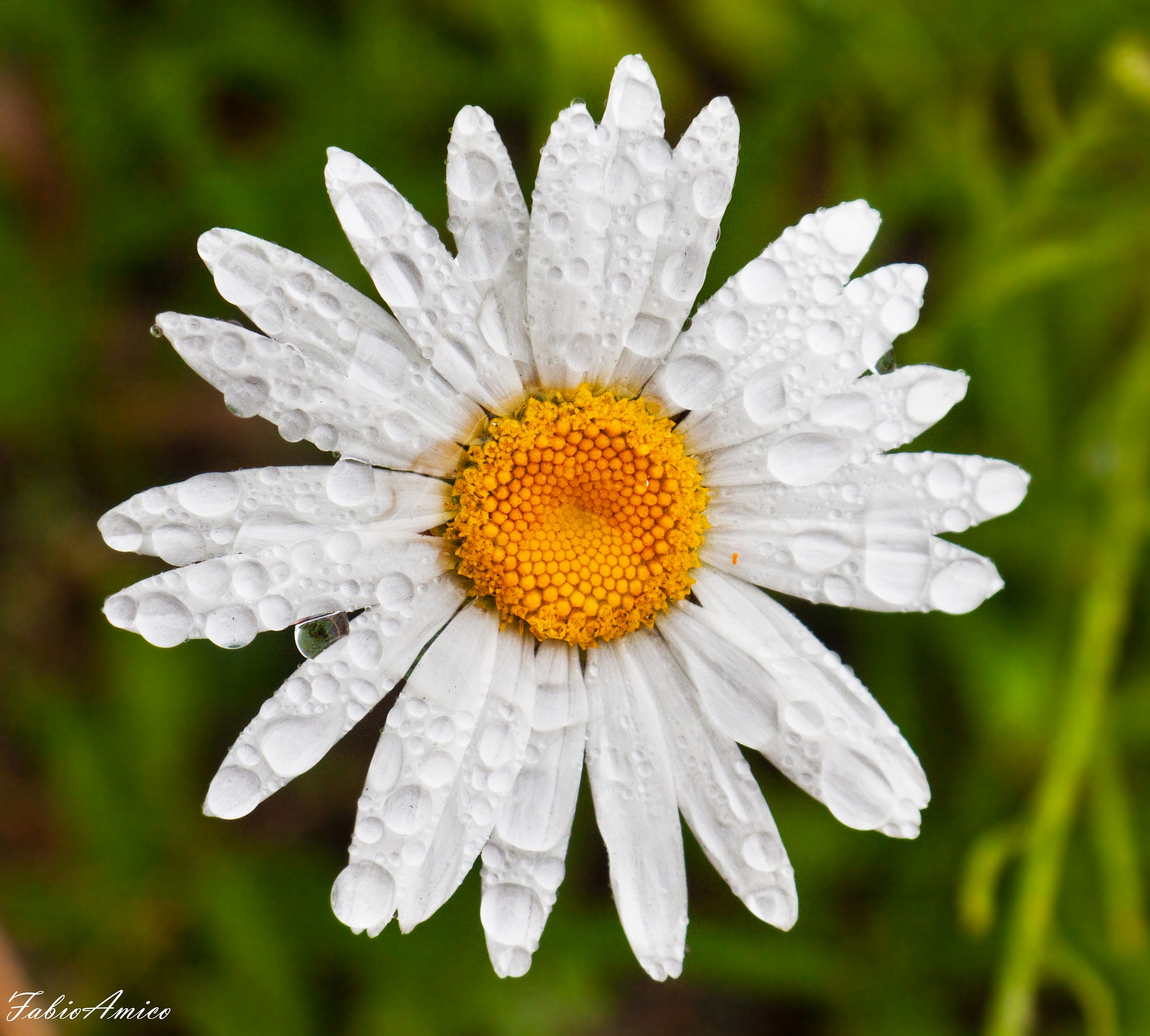 Margherita con rugiada