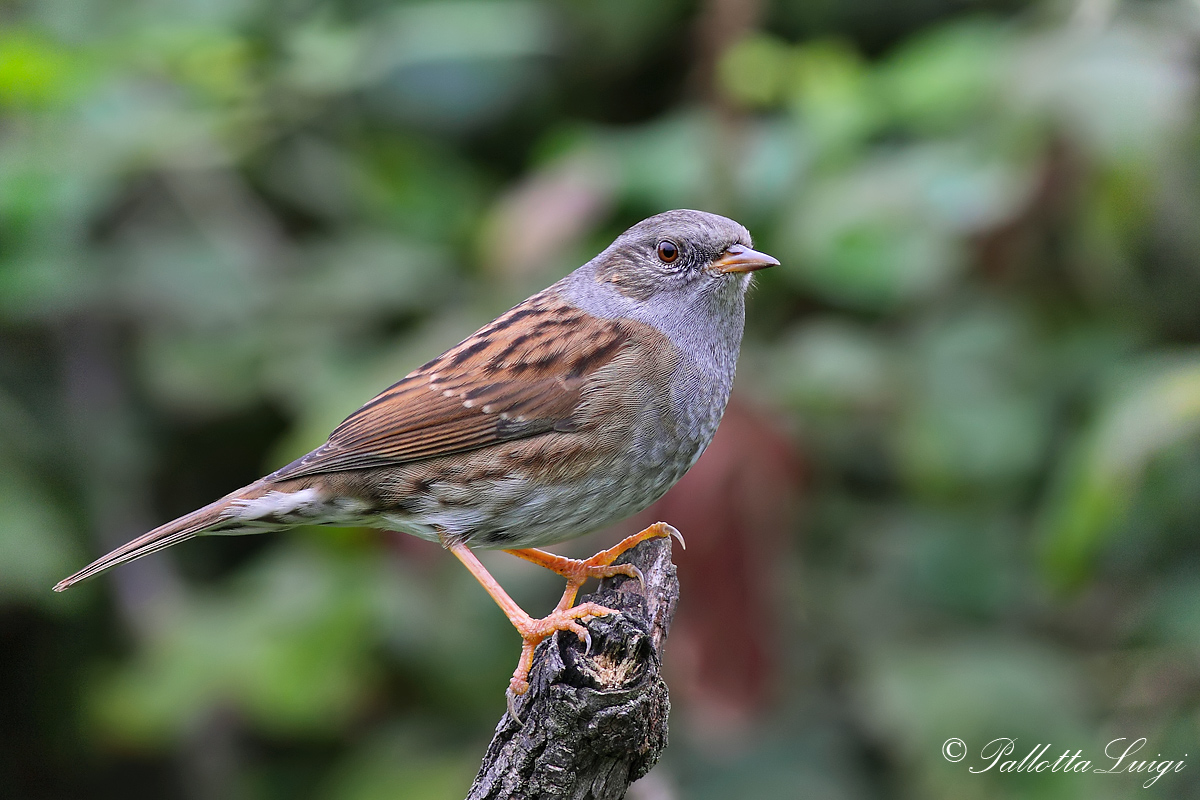 Dunnock (Dunnock)