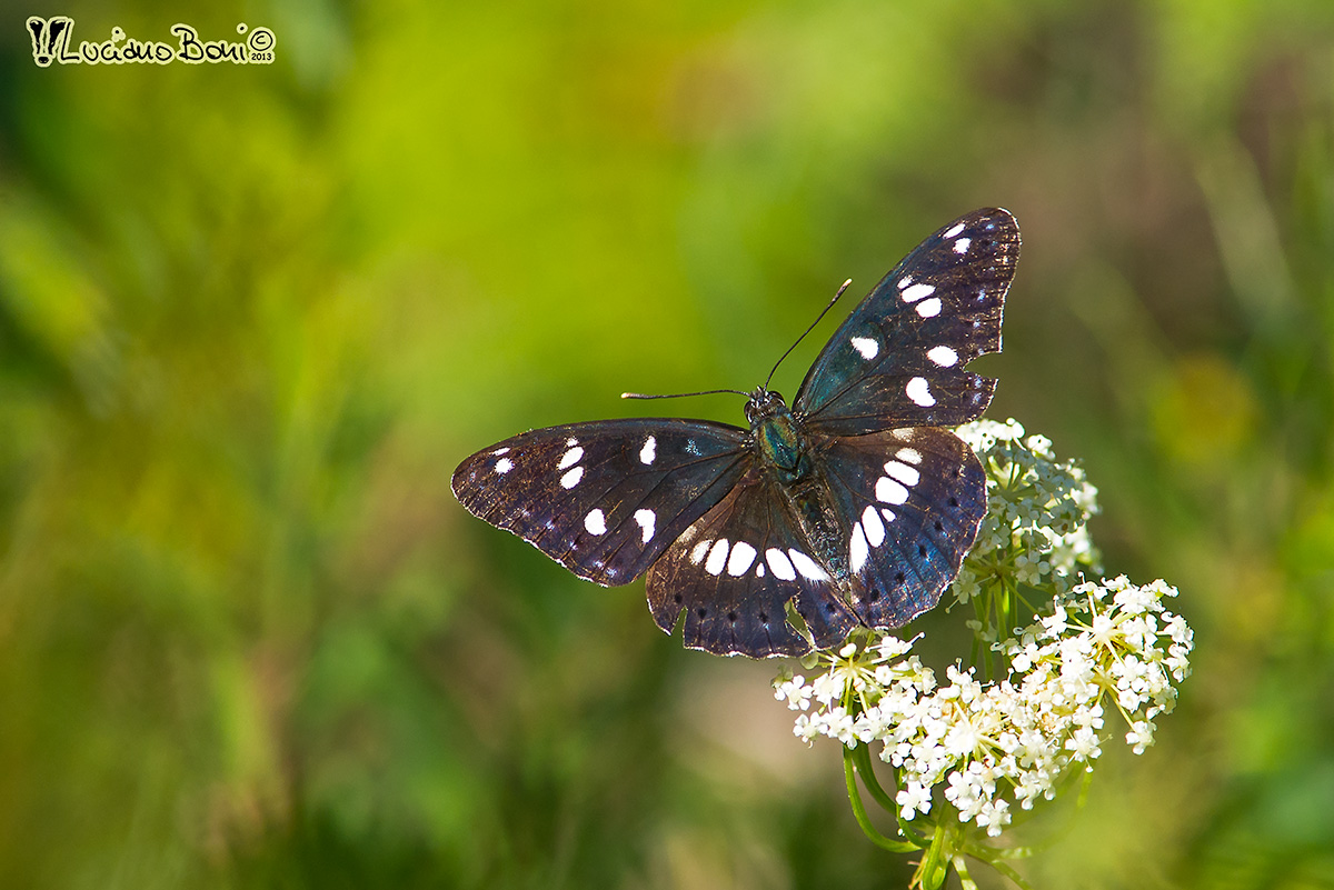 Limenitis reducta