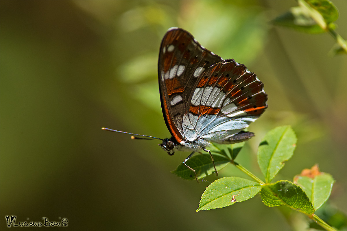 Limenitis reducta