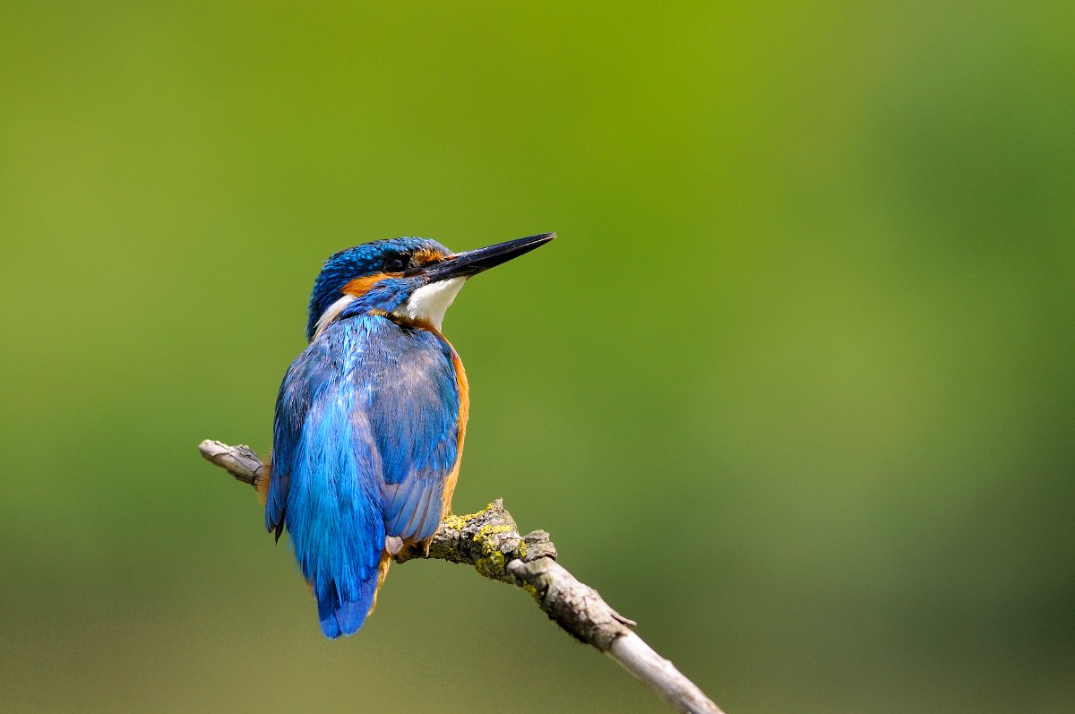 My first martino ...