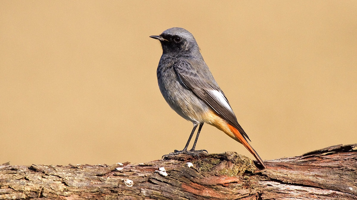 Codirosso Spazzacamino Maschio