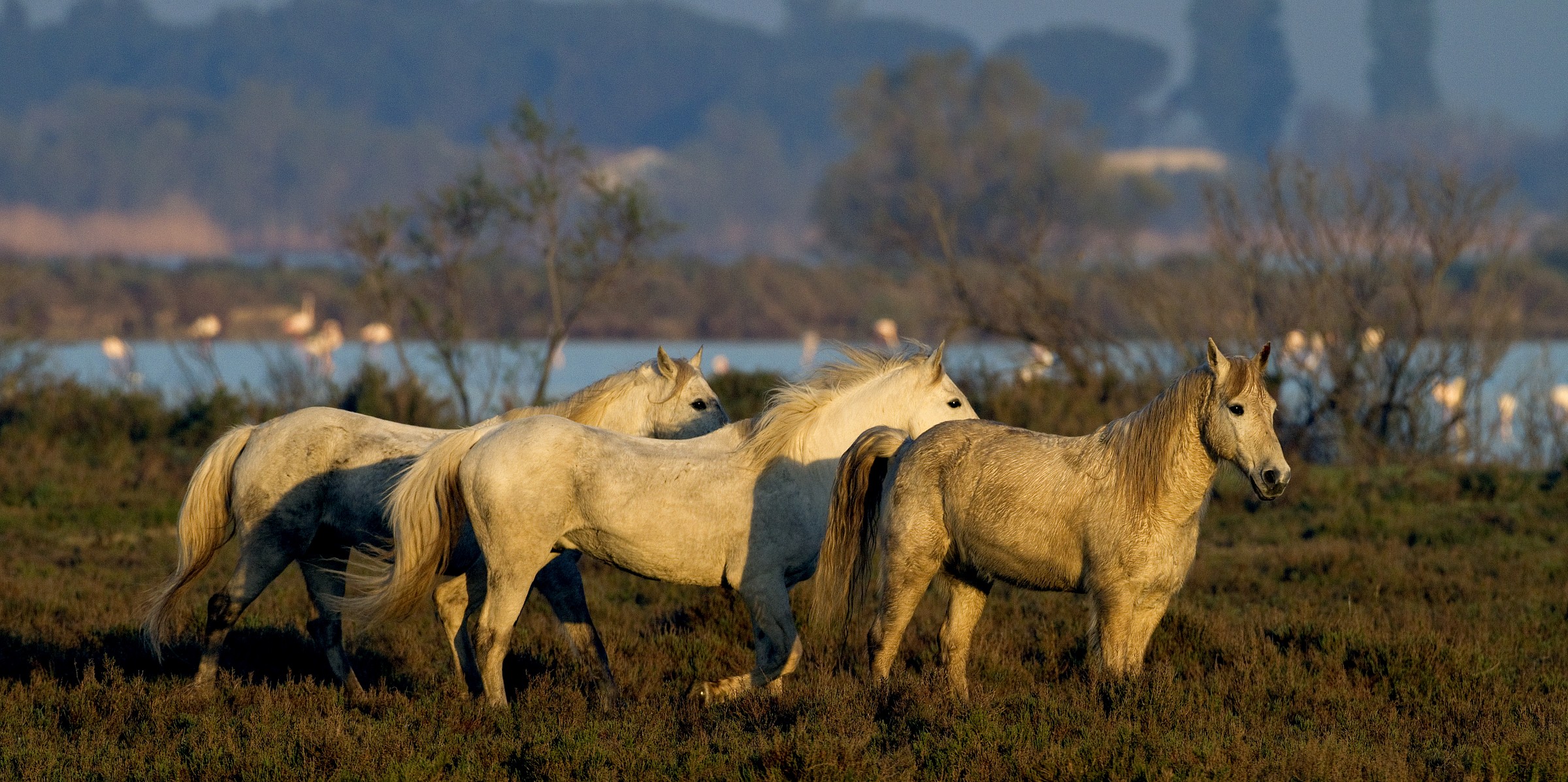 1 Horses on Salicornia 500f4 Canon 7D 1/800 f7, 1