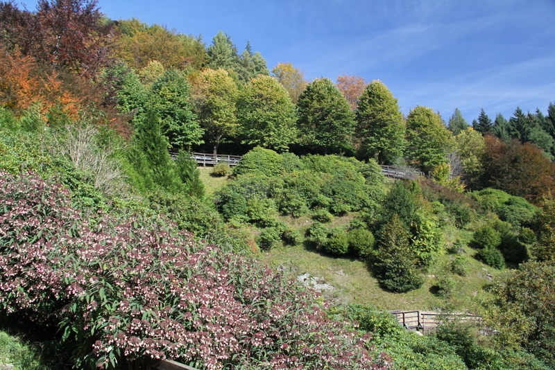 Autumn in the making