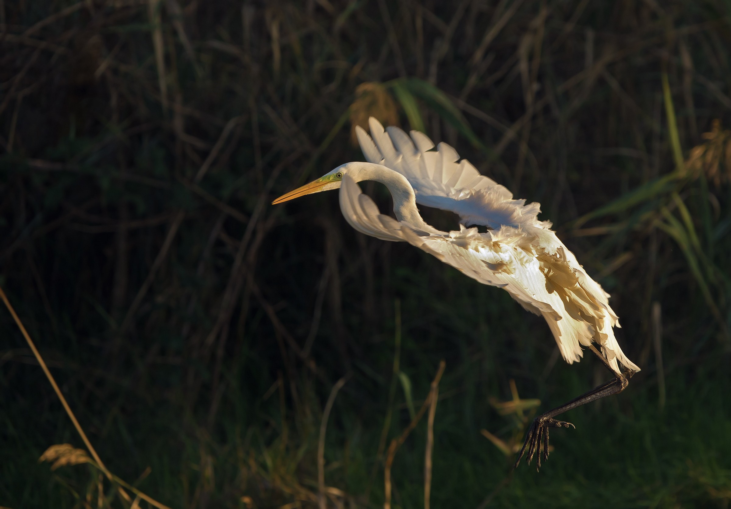 airone di sera.......