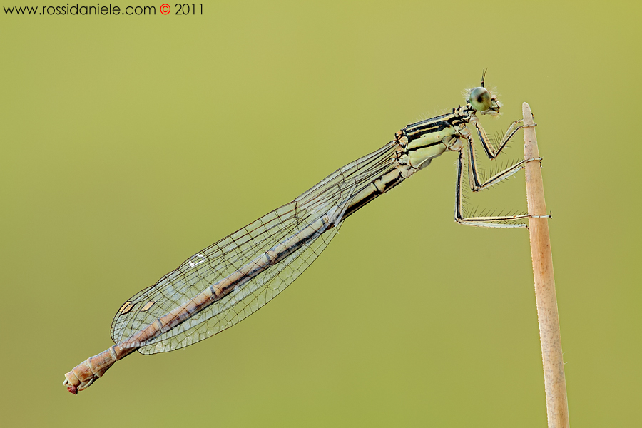 Platycnemis pennypes