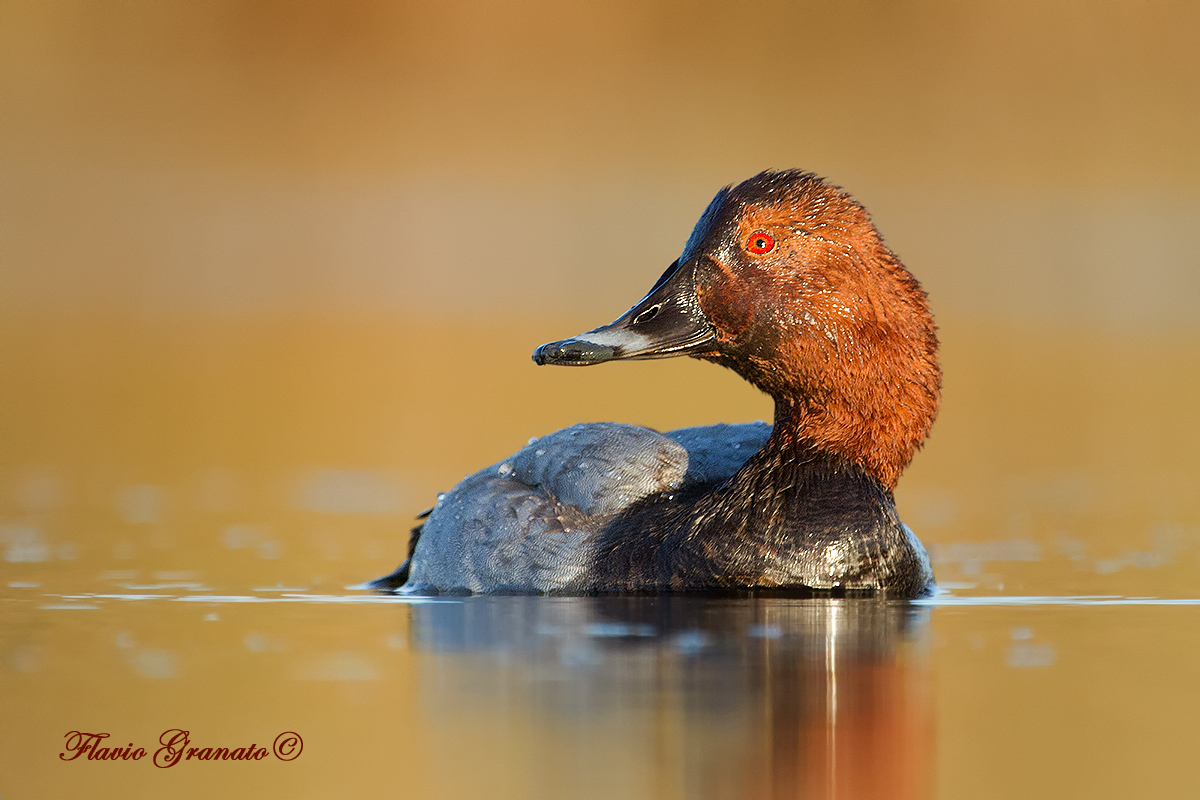 Pochard