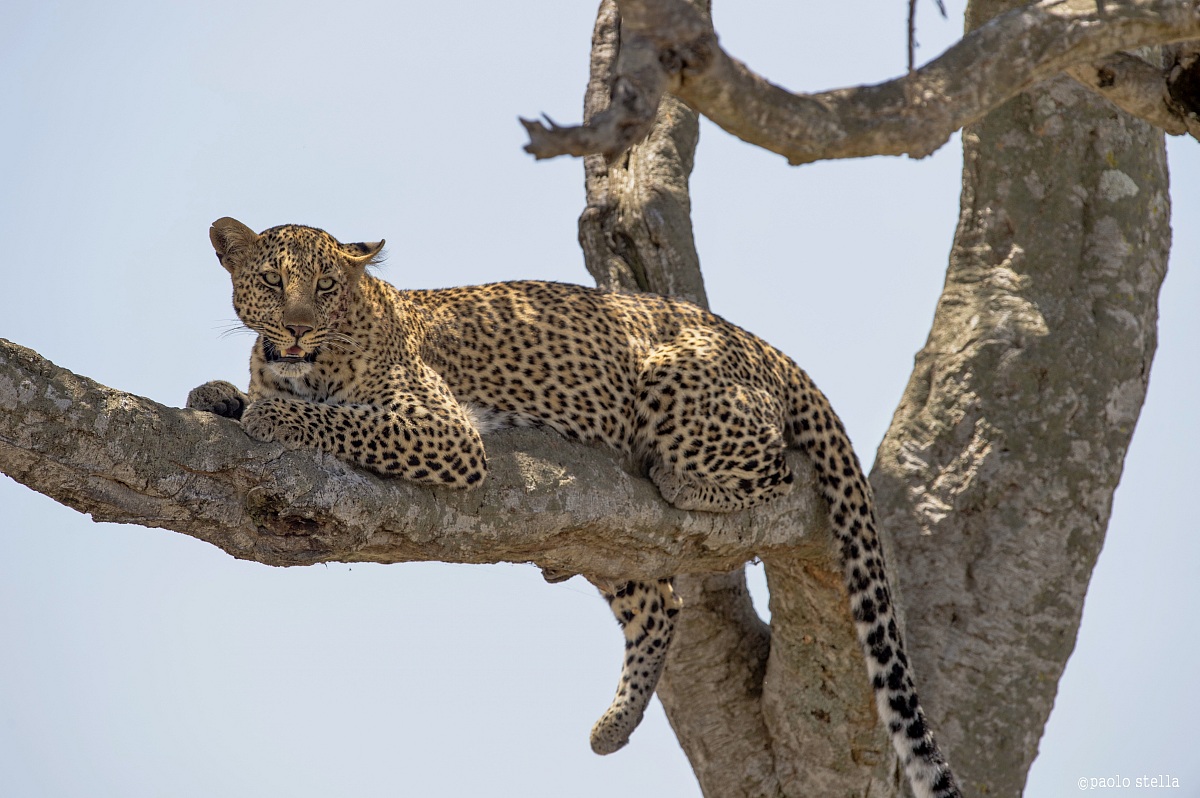 al fresco on the branch