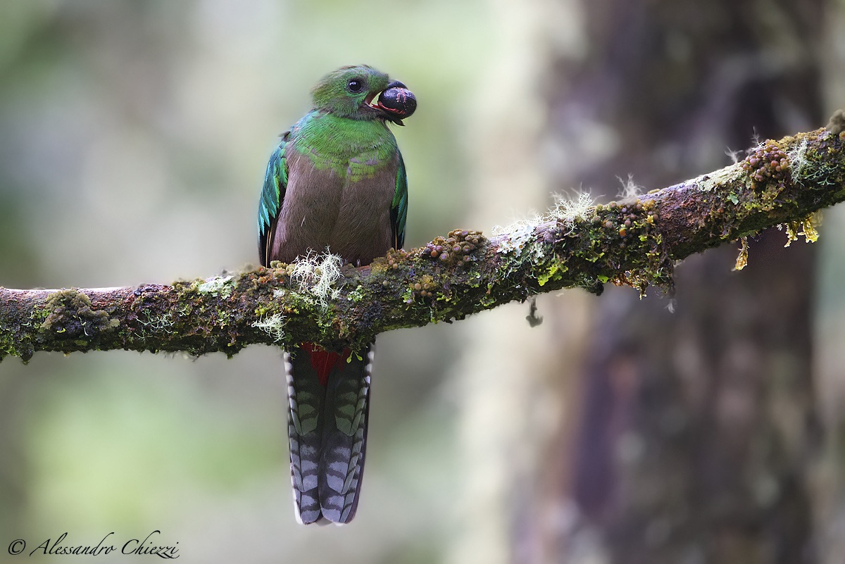 Resplendent quetzal (female)