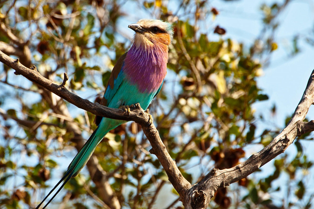 lilac-brested roller