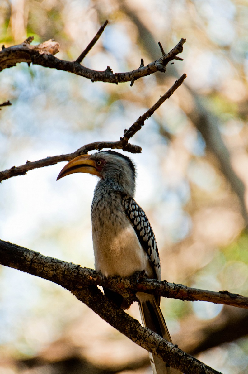 yellow-billed hoenbill
