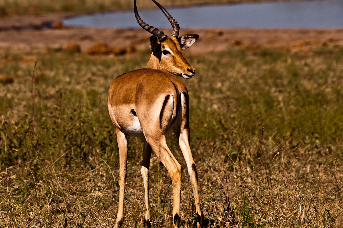 impala