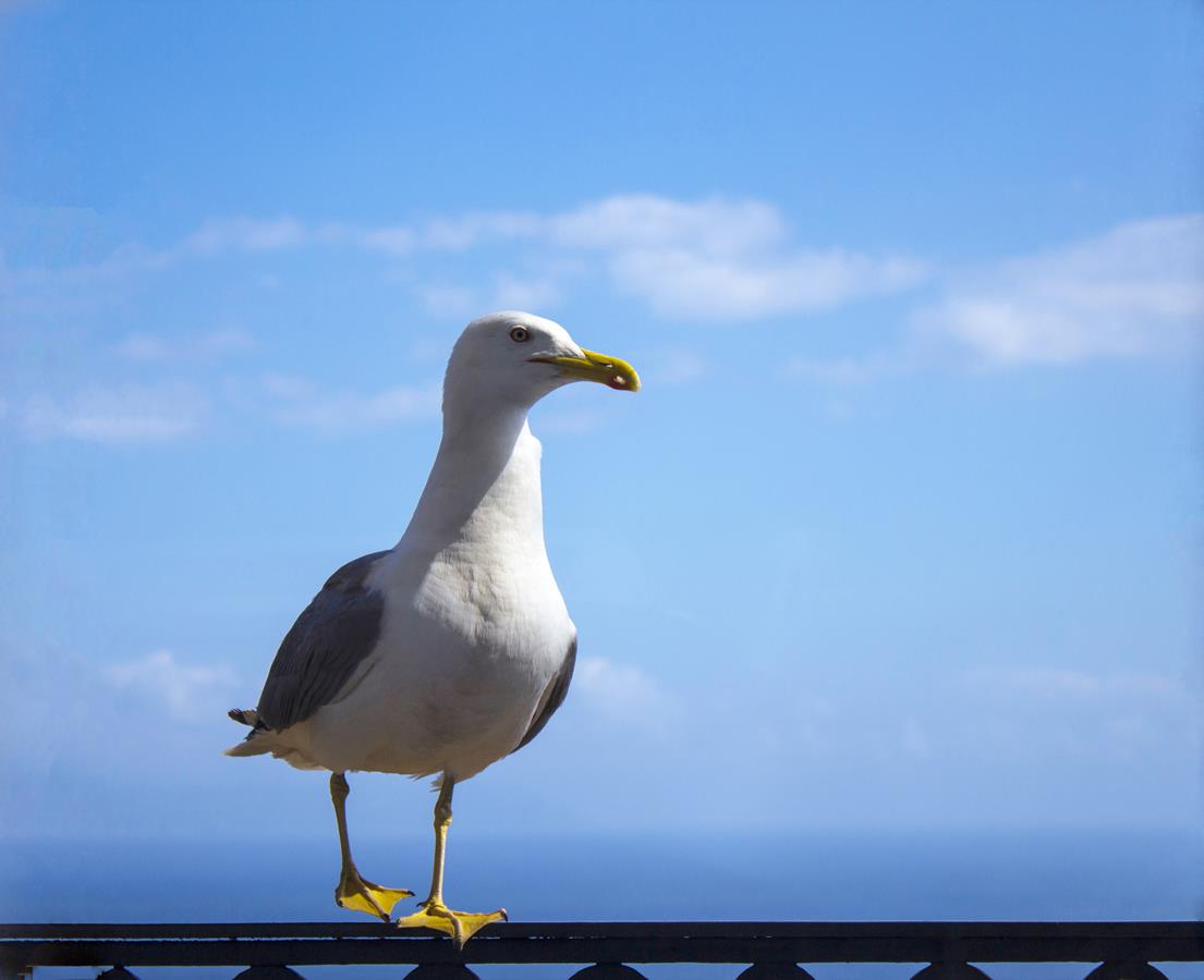 Blue seagull